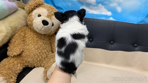 成約済の兵庫県のチワワ(ロングコート)-320455の10枚目